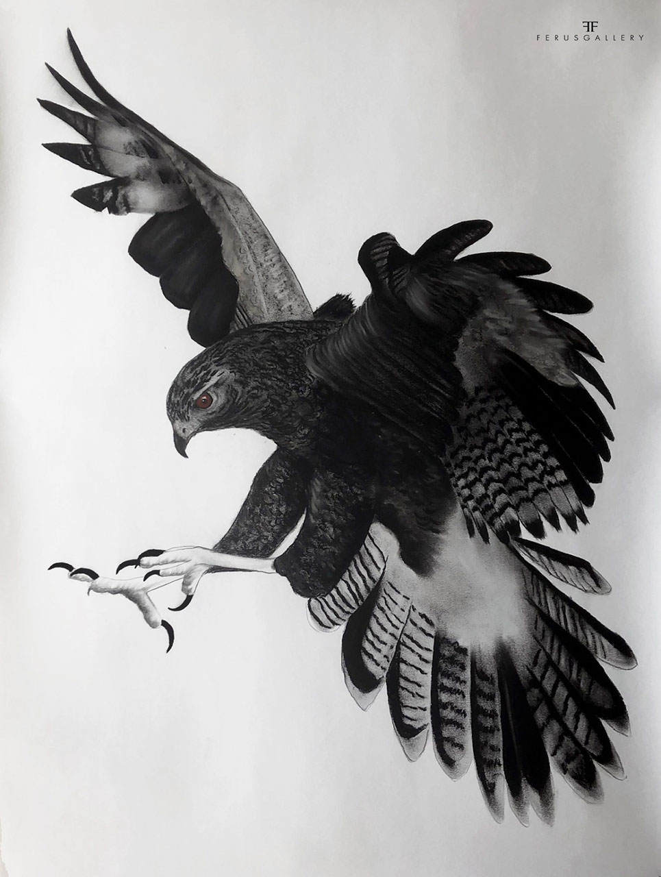 Dessin aigle Falco Berigora par Thierry Bisch