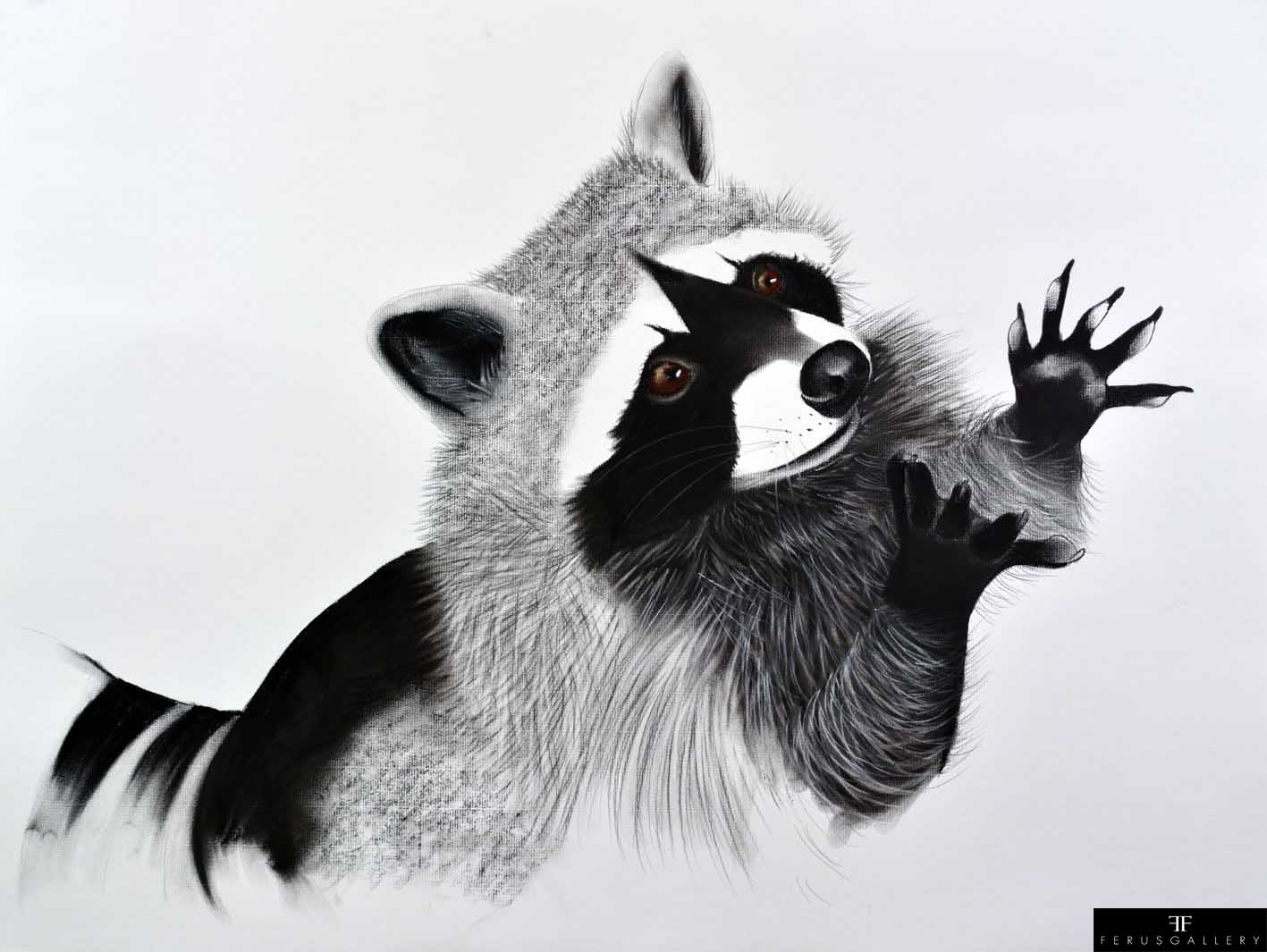 Begging Racoon drawing by Thierry Bisch