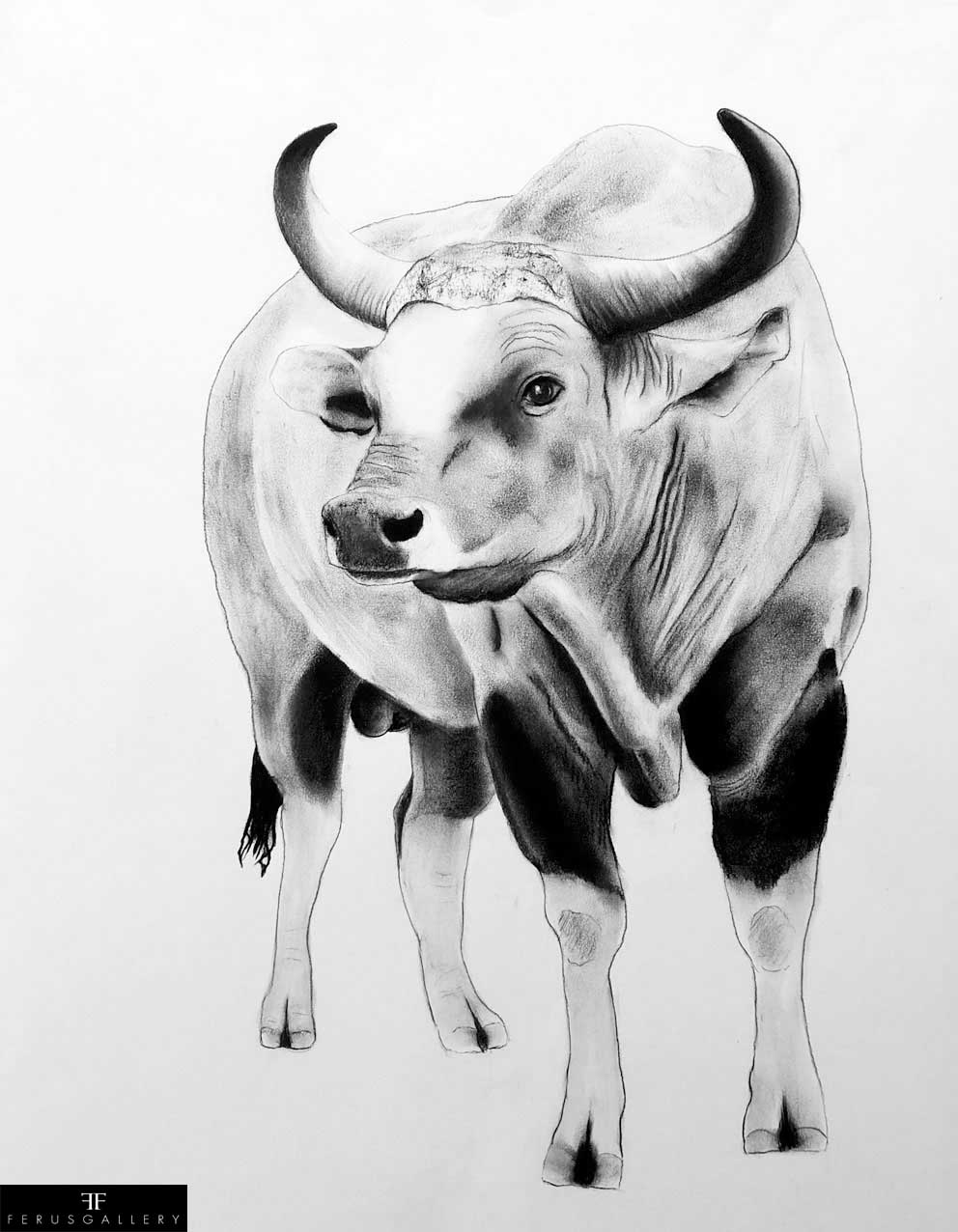 Banteng drawing by Thierry Bisch