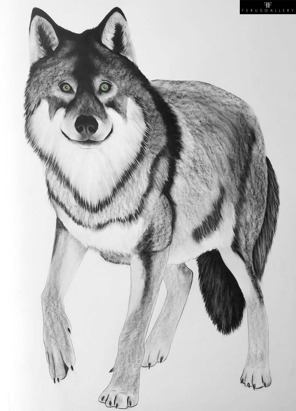 Canis Lupus Wolf drawing by Thierry Bisch