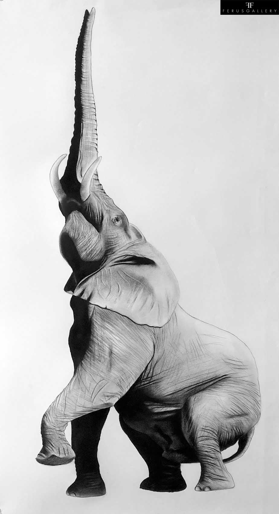Elephant drawing by Thierry Bisch