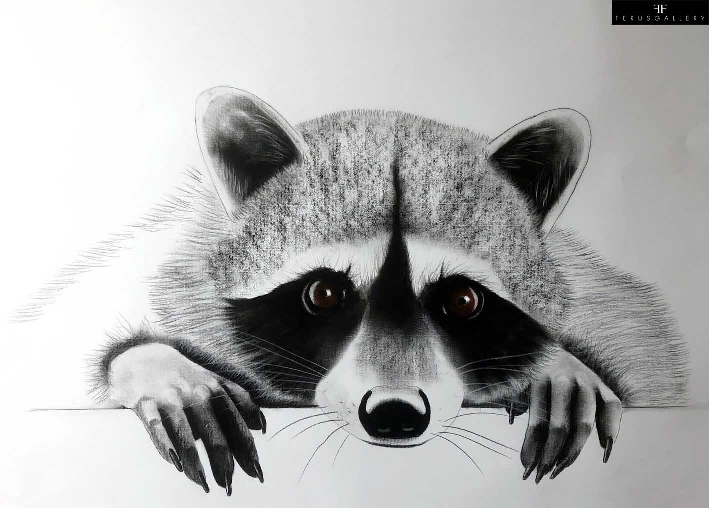 Racoon 3 drawing by Thierry Bisch