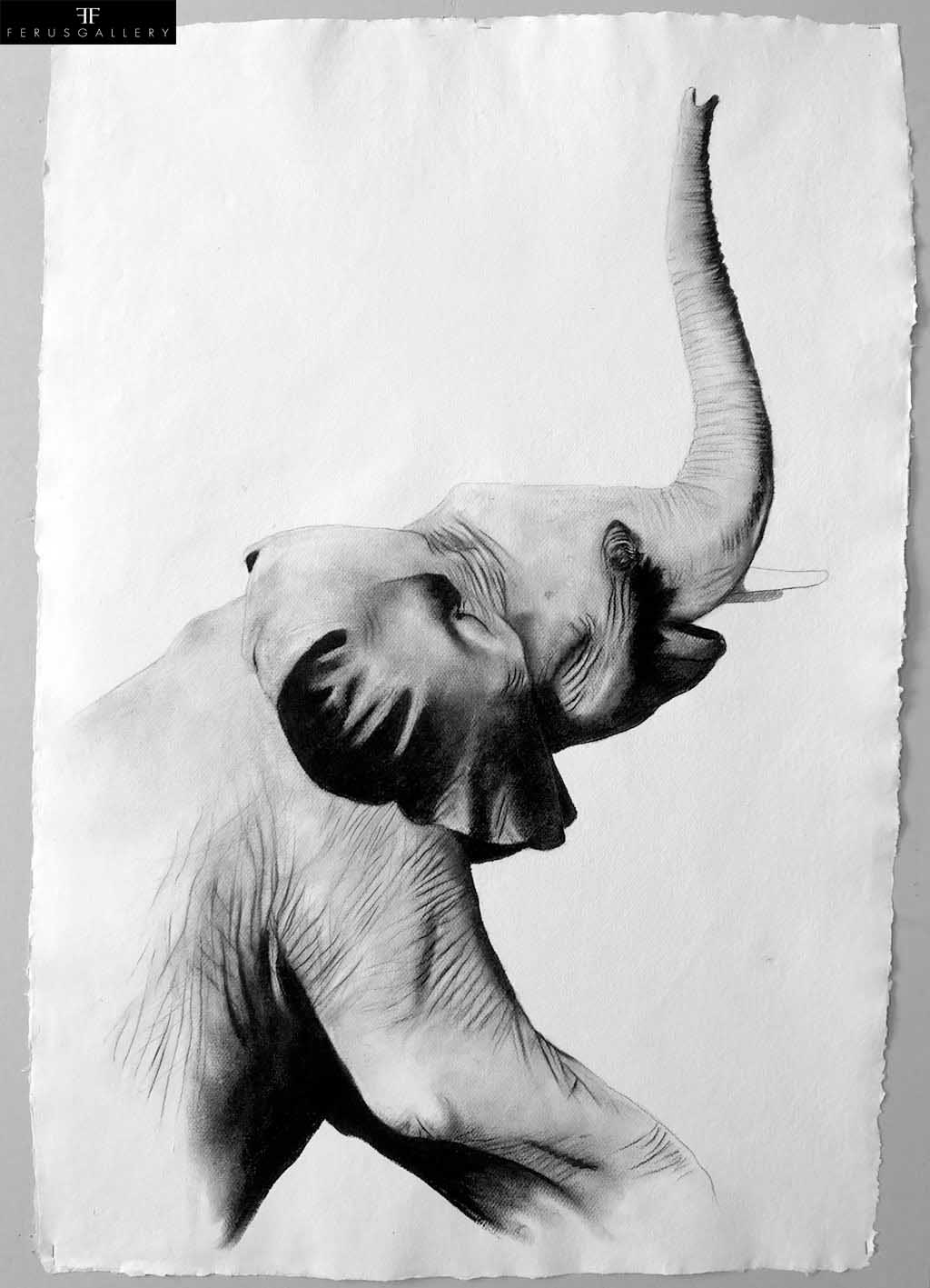 Baby elephant drawing by Thierry Bisch